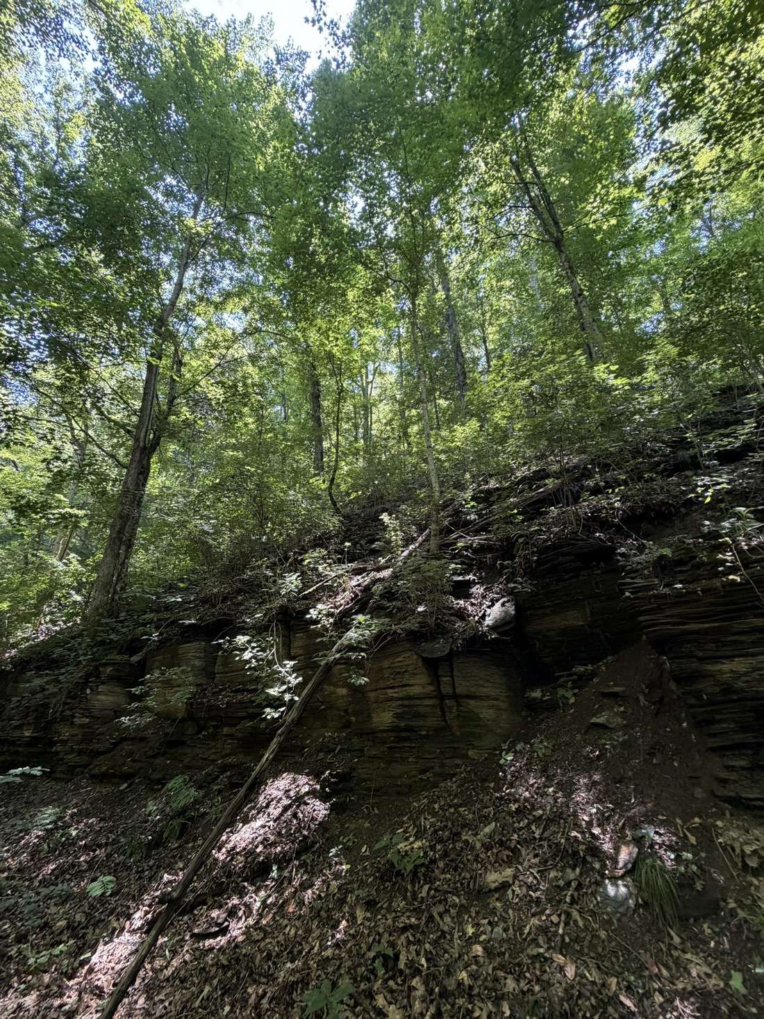 Layered limestone cut bank along the lower section of Sally Bottom Road