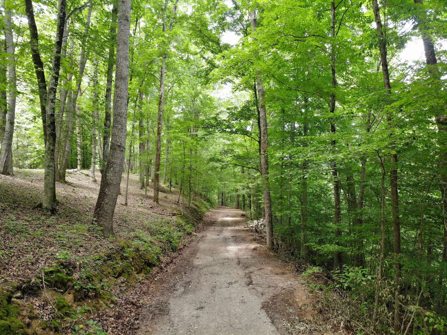 Gravel road running downhill between hardwoods on the 11-acre property